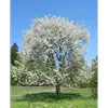 **Prunus avium**, aussi appelé **merisier** ou **cerisier des oiseaux**, est un arbre de grande taille pouvant atteindre **30 mètres de haut**.