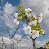Originaire d'Europe, d'Asie de l'Ouest, et d'Afrique du Nord, **Prunus avium** se trouve souvent dans les forêts mixtes ou en lisière de forêt.