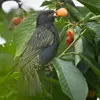 Les **fruits** du merisier sont prisés par les oiseaux, comme les merles et les grives, qui contribuent à leur dissémination.
