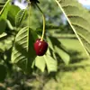 Les cerises douces cultivées aujourd'hui proviennent principalement de ce merisier sauvage, qui a donné naissance à deux grands types de cerisiers cultivés : le **guignier** (guignes à chair molle, légèrement acidulée) et le **bigarreautier** (bigarreaux à chair ferme, sucrée).