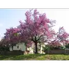 **Cercis siliquastrum** est originaire du **sud de l'Europe** et de l'**ouest de l'Asie**, mais se trouve aussi dans les **matorrals méditerranéens**.