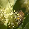 Il est également prisé des **abeilles**, car ses fleurs produisent un nectar abondant.