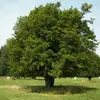 **Carpinus betulus**, ou **charme commun**, est un arbre de **taille moyenne** atteignant **20 à 30 mètres de hauteur**.