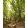 Le charme est souvent associé aux chênes et hêtres, formant des **forêts mixtes** comme la chênaie-charmaie.