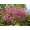 **Cercis siliquastrum** appartient à la famille des **Fabaceae**, sous-famille des **Cercidoideae**, anciennement **Caesalpinioideae**, connue pour ses fleurs colorées et sa capacité à enrichir le sol en azote.
