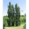 **Populus tremula** est un arbre à **port élancé** et **droit**, de taille moyenne, atteignant généralement **20 à 30 mètres de hauteur**.
