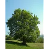 **Acer campestre**, ou érable champêtre, est un **arbre de taille moyenne** pouvant atteindre entre **10 et 15 mètres de hauteur**, parfois jusqu'à **20 mètres** dans des conditions idéales.