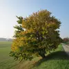 C'est un arbre à **croissance lente**, atteignant environ **6 mètres de hauteur en 20 ans**.