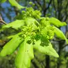 L'érable champêtre est aussi une **plante mellifère** de grande qualité, produisant un **nectar abondant** très prisé par les abeilles, ce qui en fait un excellent arbre pour les apiculteurs.
