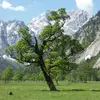 L'arbre a une **croissance rapide** dans ses premières années, avec des branches généralement **droites** et une **cime très ramifiée**.