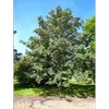 **Acer pseudoplatanus** est souvent utilisé en **reboisement** et planté comme arbre d'ornement en raison de sa **croissance rapide** et de son bois de grande qualité.