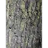 Sur les arbres plus âgés, l'écorce peut **se détacher en plaques**, caractéristique courante de cette espèce.