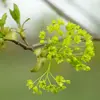 Les **fleurs** de l'érable plane sont petites, **jaunes à vert vif**, et apparaissent en **corymbes dressés** avant les feuilles au printemps, généralement en **avril**.
