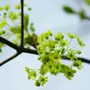 Cet arbre peut être soit **monoïque** (fleurs mâles et femelles sur le même arbre) ou **dioïque** (fleurs unisexuées).