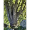 **Celtis australis**, aussi connu sous le nom de **micocoulier de Provence**, est un **arbre de taille moyenne**, pouvant atteindre **15 à 25 mètres de hauteur**, voire jusqu'à **30 mètres dans des conditions exceptionnelles**.