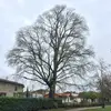 L'arbre est connu pour sa **longévité**, pouvant vivre jusqu'à **600 ans**, et sa capacité à **croître rapidement** dans des conditions favorables.
