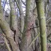 L'**écorce** de l'arbuste est de couleur **gris-vert**, mais peut présenter des stries rouges sous l'effet de la lumière.