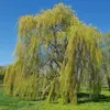 **Salix babylonica** est originaire de **Chine**, mais il a été largement cultivé et naturalisé en **Europe**, en **Amérique du Nord**, en **Afrique**, et en **Australie**.