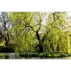 Le saule pleureur est souvent utilisé comme **arbre d'ornement** dans les parcs et jardins, grâce à son port retombant et son esthétique romantique.