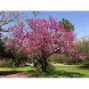 **Cercis siliquastrum**, ou **Arbre de Judée**, est un petit arbre atteignant généralement une hauteur de **7 à 10 mètres**.