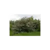 **Crataegus monogyna**, aussi appelée **aubépine monogyne** ou **aubépine à un style**, est un **arbuste ou petit arbre** atteignant **2 à 10 mètres** de hauteur.