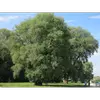 **Salix alba**, aussi appelé **saule blanc**, est un **grand arbre** pouvant atteindre **25 mètres de hauteur**.