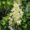 Les **fleurs** de **Robinia pseudoacacia** sont **blanches, très parfumées et mellifères**, disposées en longues **grappes pendantes** de **10 à 25 centimètres** de long.