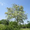 **Robinia pseudoacacia** est originaire des **montagnes des Appalaches** à l'est des États-Unis, couvrant des états comme la **Pennsylvanie, la Géorgie, l'Illinois et l'Arkansas**.