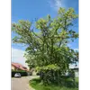 **Robinia pseudoacacia** est également utilisé pour lutter contre la désertification en stabilisant les sols et en reboisant des terres dégradées, notamment en **Europe de l'Est**.