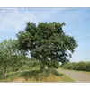Le **chêne sessile** est un **grand arbre** qui **peut atteindre jusqu'à 40 mètres de haut** et **1 mètres de diamètre**.