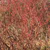 En hiver, les branches rouges sont prisées pour leur **propriété ornementale** dans les jardins et parcs.