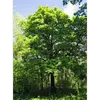 **Sorbus torminalis**, communément appelé **alisier torminal** ou **alisier des bois**, est un **arbre de taille moyenne** pouvant atteindre **30 mètres de haut en forêt**, bien que sa hauteur en situation isolée soit généralement de **15 à 20 mètres**.