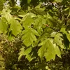 Les feuilles de l'alisier torminal sont **alternes** sur le rameau, signifiant qu'elles se développent en alternance de chaque côté de la branche.