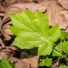 Une particularité de ses feuilles est leur odeur d'amande amère, qui se libère légèrement lorsqu'elles sont froissées, en raison de la présence de glycosides cyanogènes.