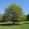 **Salix caprea**, ou **saule marsault**, est un **petit arbre ou arbrisseau** qui peut atteindre une hauteur de **6 à 20 mètres**, mais généralement il mesure entre **2 et 10 mètres**.