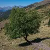 Il possède un **dôme de branches arquées** formant une couronne large et étalée, typique des saules.