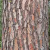 L'écorce est **initialement pourpre-grise** …