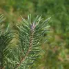 Les aiguilles du pin sylvestre mesurent entre **4 et 7 centimètres de long**, sont **épaisses**, et **parfois tordues**.