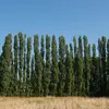 La variété **peuplier d'Italie** (Populus nigra Italica) est **souvent plantée dans les allées, parcs, et jardins**. On le reconnait à sa **forme droite et élancée**.