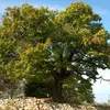 Le **châtaignier** est un **grand arbre puissant et majestueux**. Il peut mesurer **jusqu'à 35 mètres de haut**.