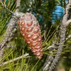 Les cônes sont **gros et longs**, mesurant entre **10 à 20 centimètres**, de couleur **brun clair**, brillants, **s'ouvrant sous l'effet de la chaleur** pour libérer ses graines ailées.