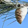 Il **ne supporte pas les grands froids** et est sensible à la **chenille processionnaire** qui forme des cocons blancs sur les branches puis se nourrit de ses aiguilles.