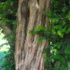 Son tronc est **cannelé**.