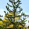 L'Araucaria est un conifère à l'**allure très droite** possédant une **structure géométrique étrange**.