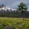 L'Araucaria est **originaire des pentes volcaniques du Chili**.