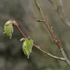 Les jeunes rameaux et les bourgeons sont **rougeâtres**. On reconnait le bourgeon à ses **trois écailles**.