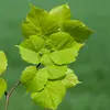 Les **feuilles** sont **grandes**, mesurant environ **10 à 15 centimètres**.