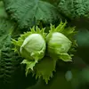 Son **nom scientifique** est **Corylus avellana**.&nbsp;Corylus vient du grec **koros signifiant casque** en référence aux feuilles entourant la noisette. Avellana est une référence à la **ville d'Avella**, dans la province italienne d'Avellino, abondante en noisetiers.