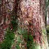 L'écorce de l'Epicéa est **gris-brun cuivré à rougeâtre**, riche en résine.
