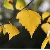 À **l'automne**, elles deviennent **jaune doré**.